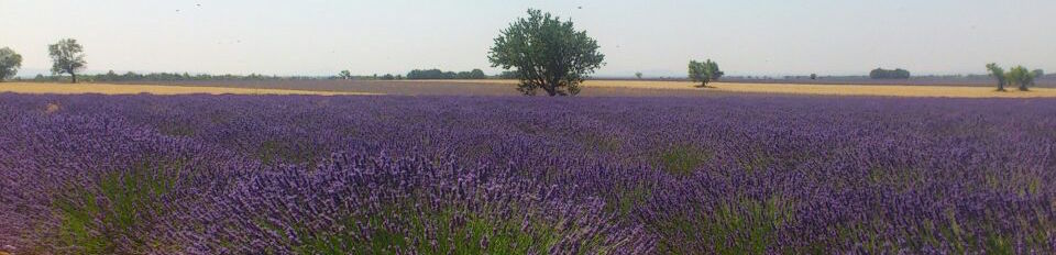   Ein Weg entsteht, wenn man ihn geht